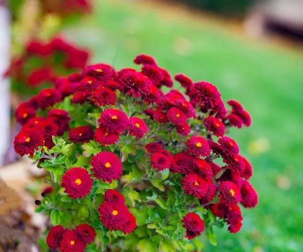 Villa маринови *